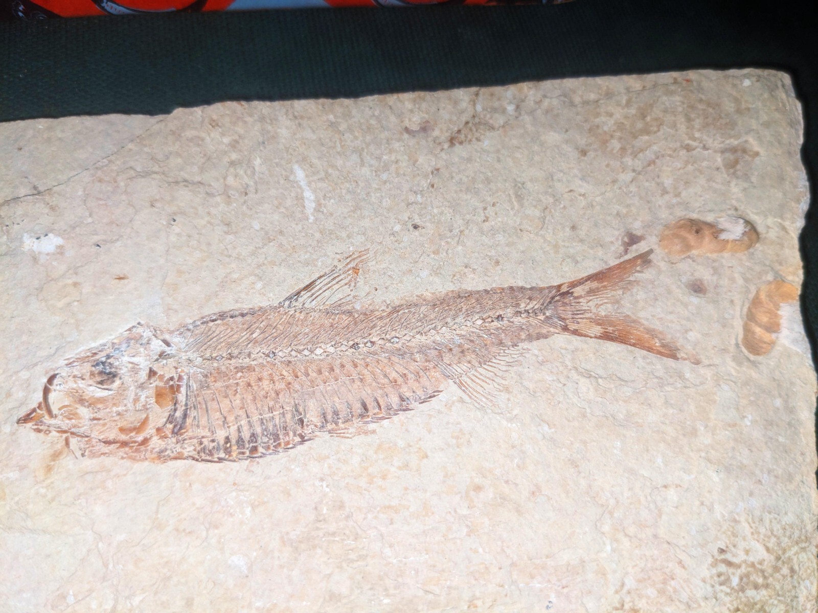 fish fossil