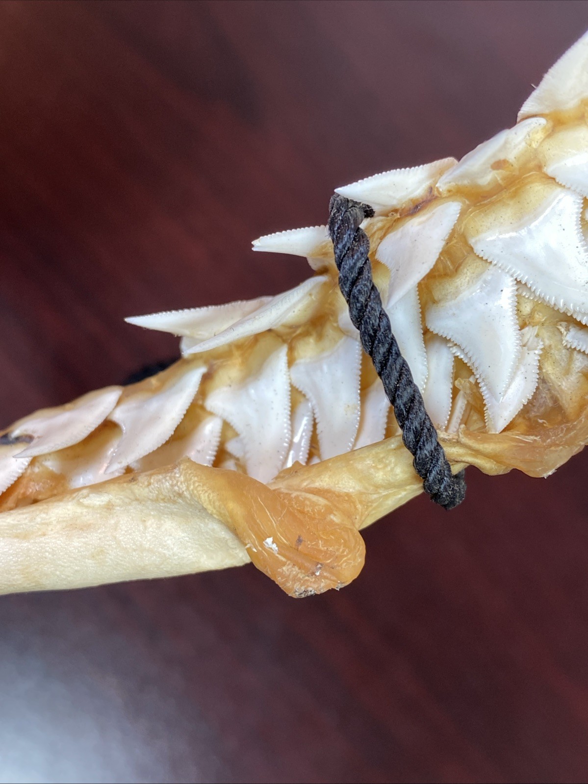 Vintage Bull Shark Jaw Taxidermy 4 Rows Of Teeth 9.5” Wide x6.25” Nautical Decor