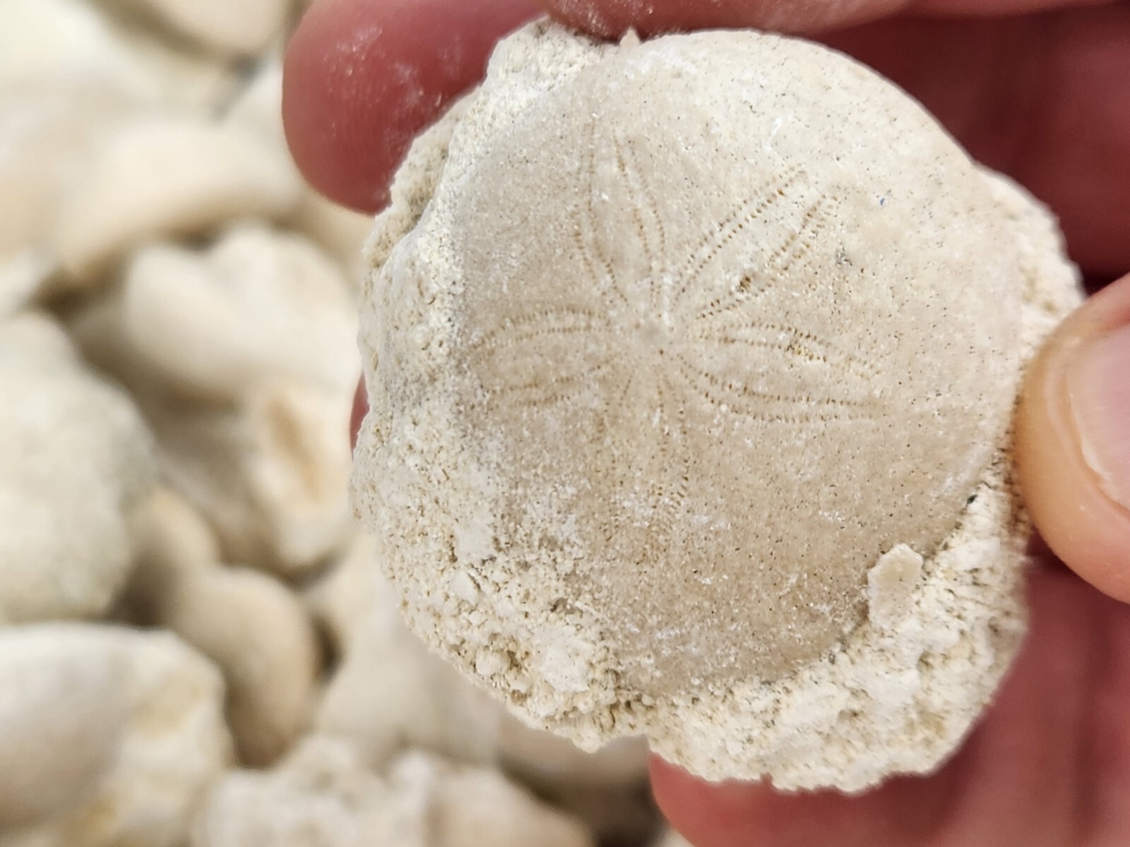 Fossil Sea Urchin (Echinoid) - Florida - 1 Per Purchase - Matrix/Free Standing