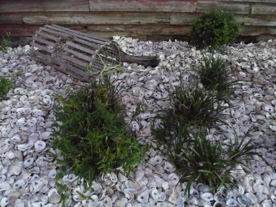 Oyster Shells for Landscaping and Concrete "Tabby Concrete" BULK by the pound