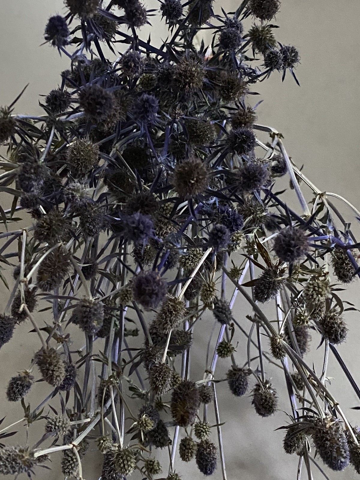 ERYNGIUM Sea Holly Bunch BOUQUET Bundle DRIED Flowers USA