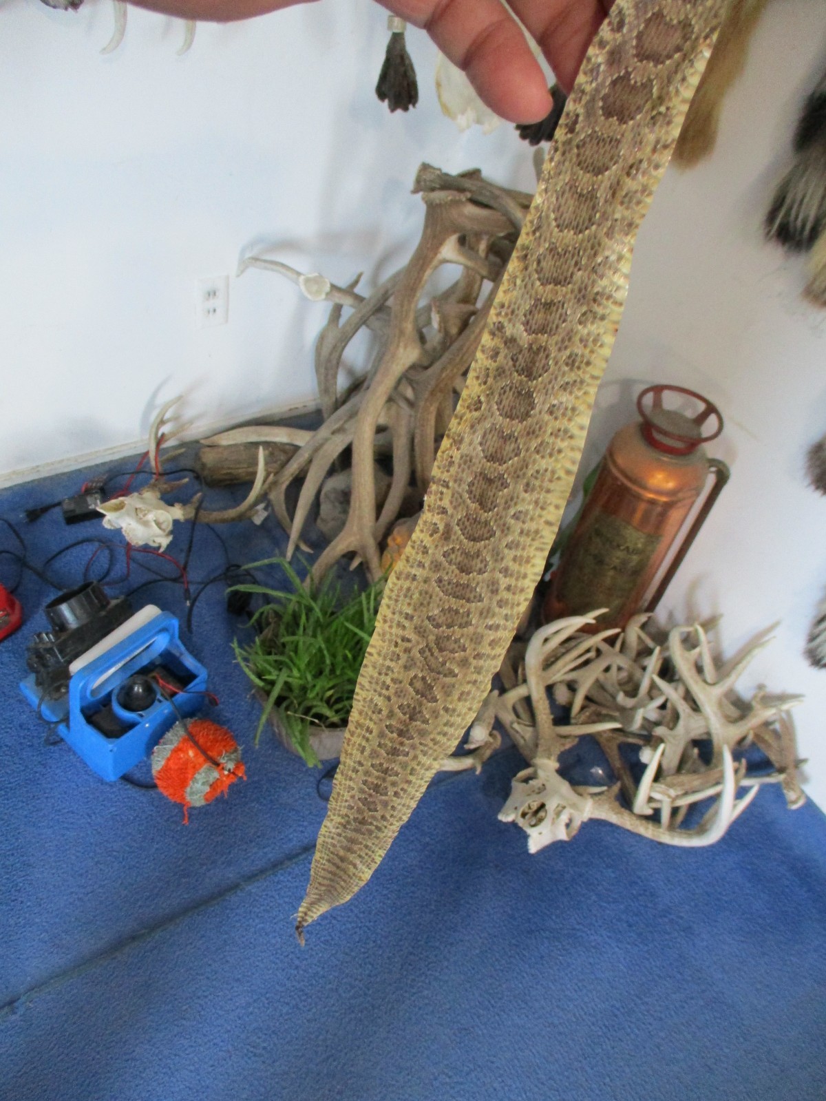 rattlesnake skin prairie rattle snake hide SOFT TANNED wrap pen blanks 26 in S10