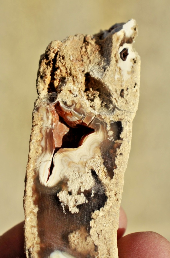 Polished Tampa Bay Fossil Coral Half • 4.0" Long/1.5 oz.