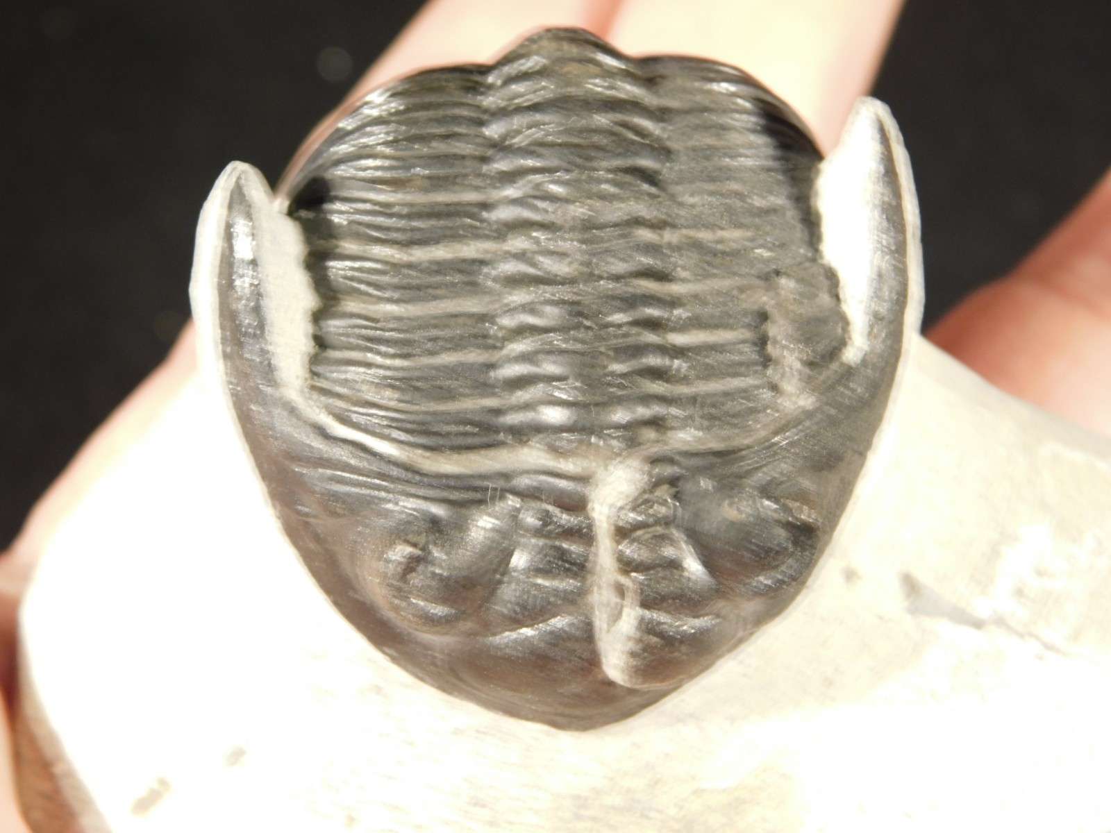 Enrolled! Hollardops TRILOBITE Fossil Nice and 100% Natural Morocco 208gr