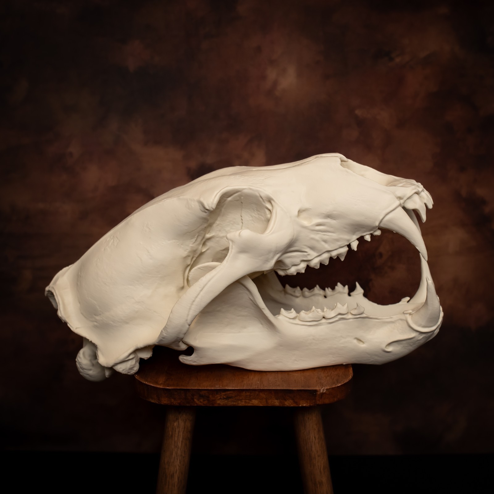 Life-Size 3D Polar bear Skull – unpainted bone colour Fossil Replica