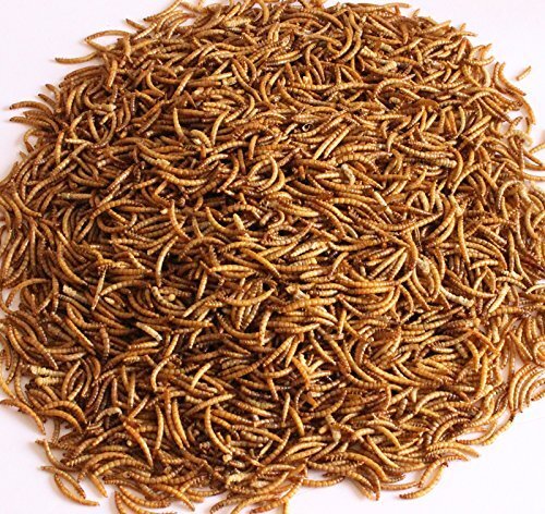 22LB Dried Mealworms Bulk Non-GMO Organic for Wild Blue Bird Chickens Hen Treats