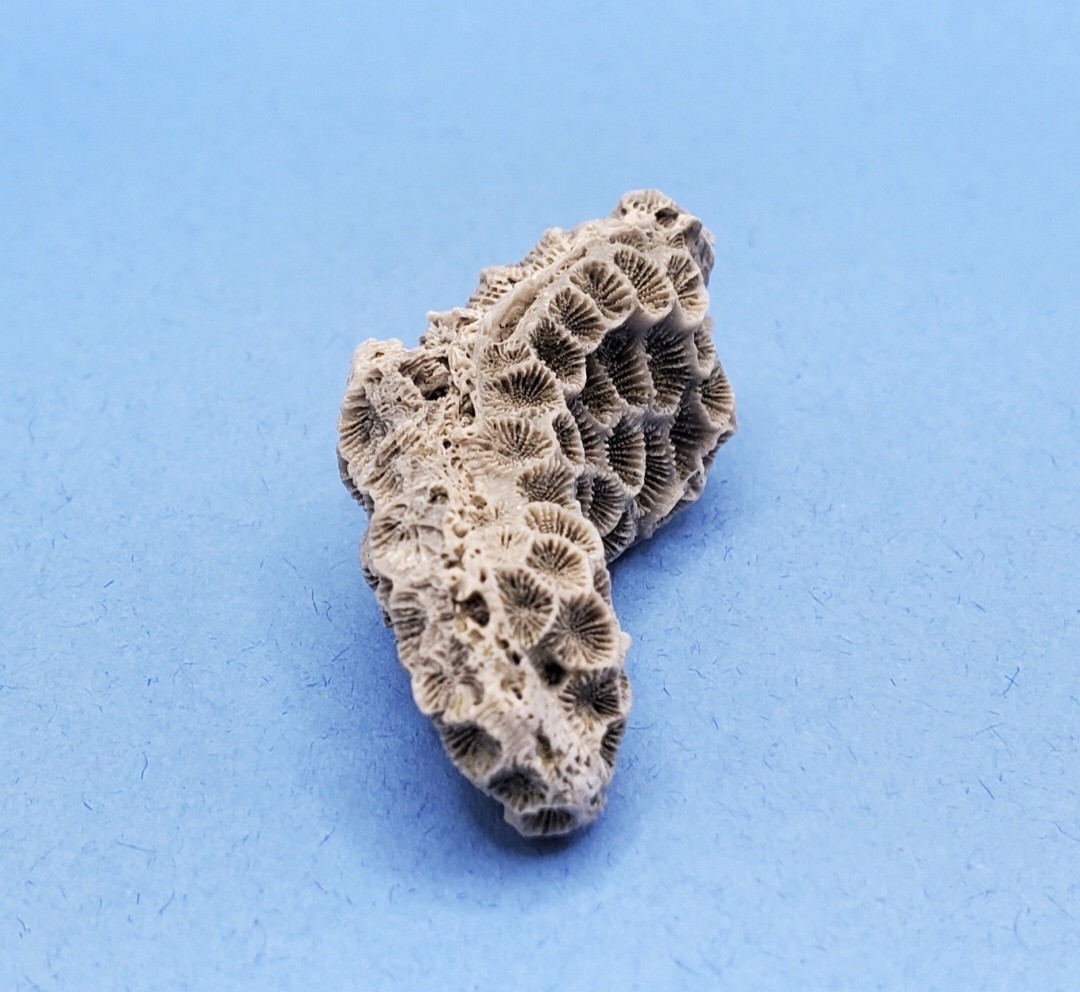 Astrangia Fossilized Coral