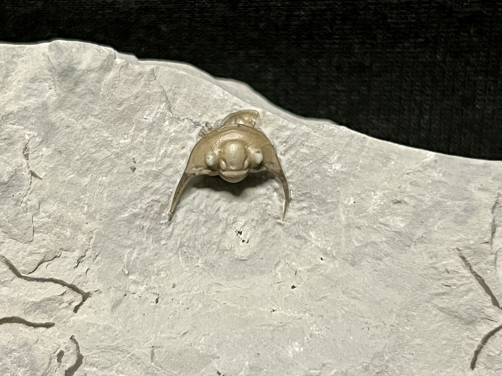 Trilobite-Absolute Stunning Enrolled Maurotarion from Indiana-Fossils Crinoid