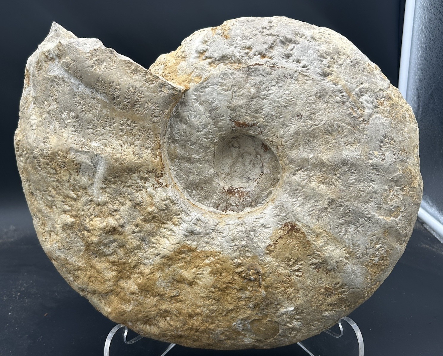 NICE 15.25” Texas Cretaceous Fossil Ammonite, Eopachydiscus Marcianus! Sutures