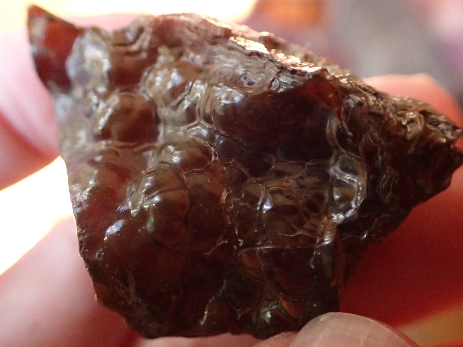 Botryoidal Fossil Coral Geode Fragment GA Agate Specimen Collection Gem WC23