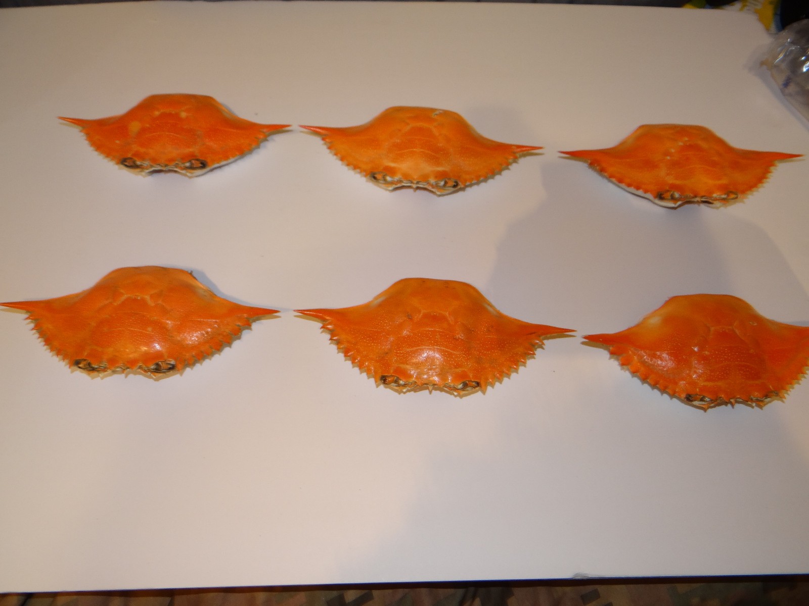 6- XL Chesapeake Bay Blue Crab Shells Sun Dried 7” ARTS CRAFTS CULINARY