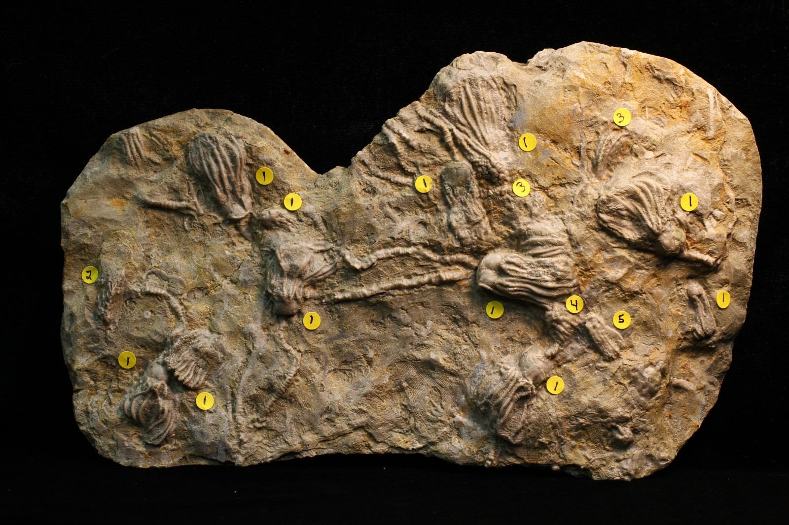 Five Different Crinoid Fossils, Franklin Co., Alabama