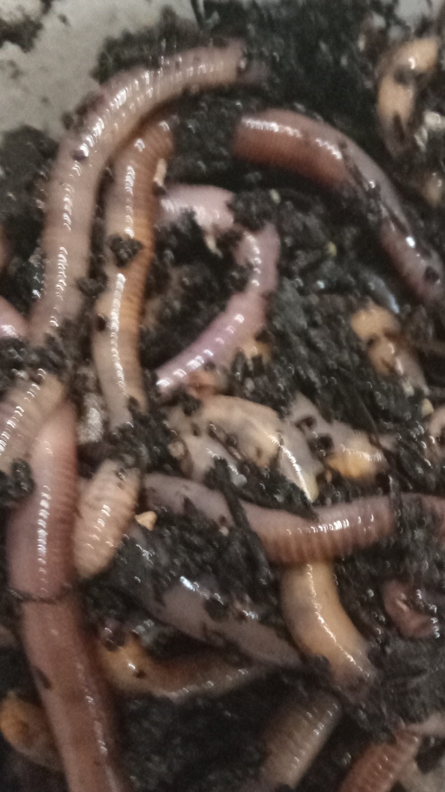 1/8 lb. Red Wiggler Worms for Fishing Bait or Pet Food/Treat (100-125 worms)