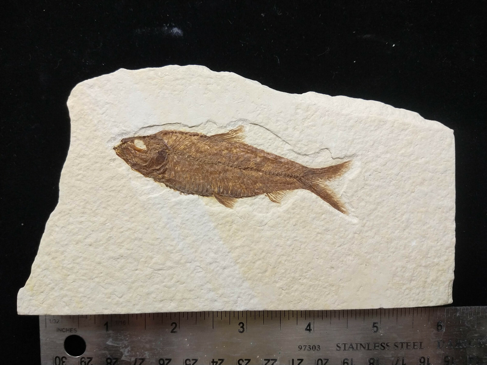 A Grade Knightia eocaena Fossil Fish Green River Formation Wyoming