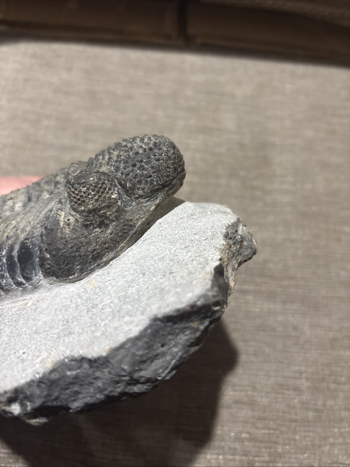 Very Nice 5 1/4 Inches Drotops Laid Out Nice Pretty Piece Devonian