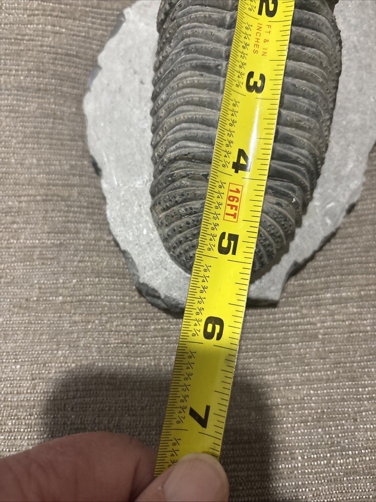 Very Nice 5 1/4 Inches Drotops Laid Out Nice Pretty Piece Devonian