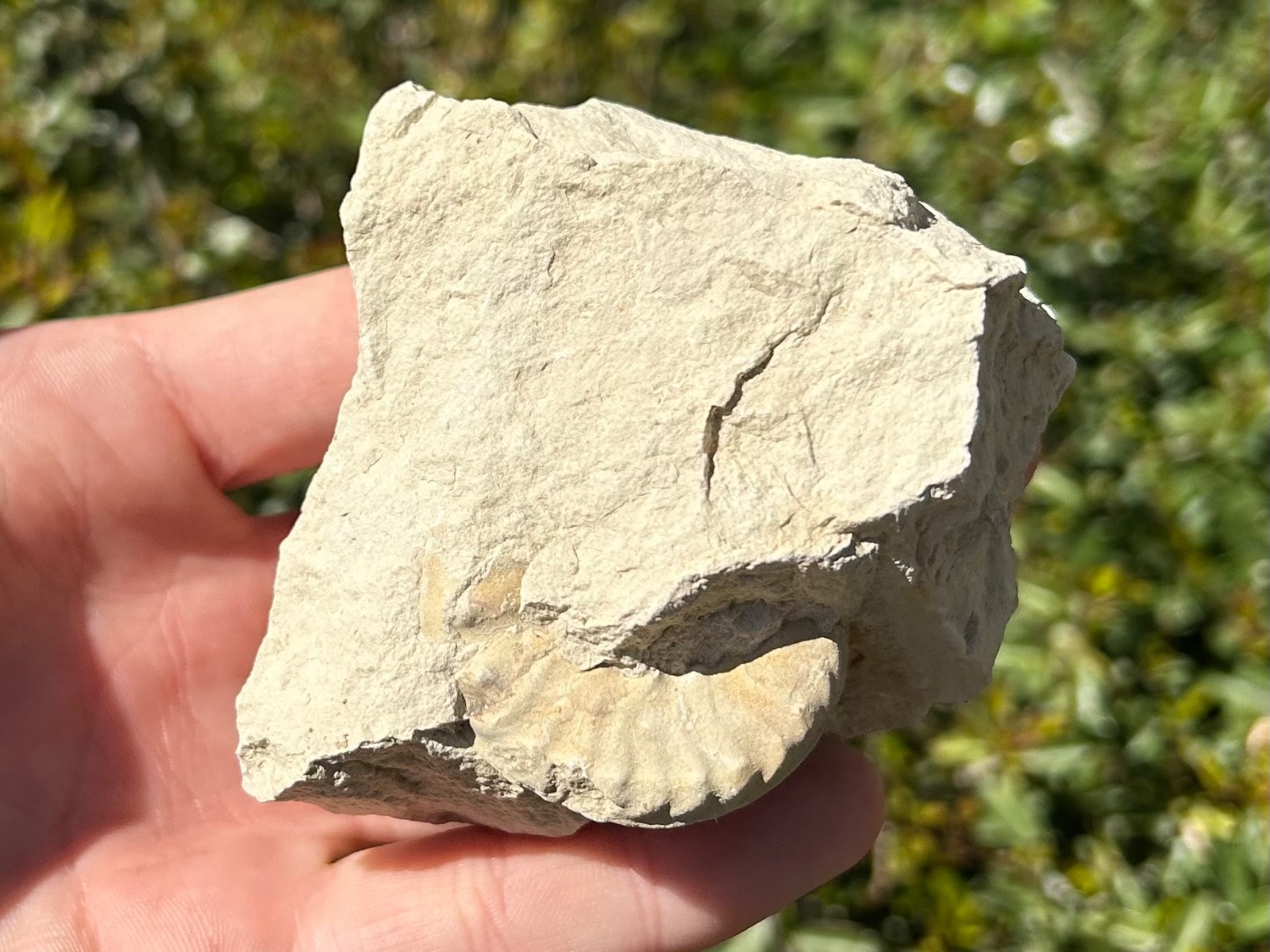 Unprepped Ammonite Fossil in Matrix Mortoniceras Texas Cretaceous Duck Creek Fm