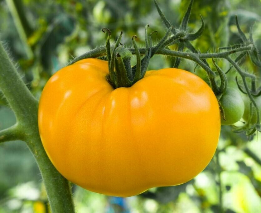 120+ GOLDEN QUEEN TOMATO SEEDS --- HEIRLOOM -- ORGANIC -- NON GMO ------ FRESH