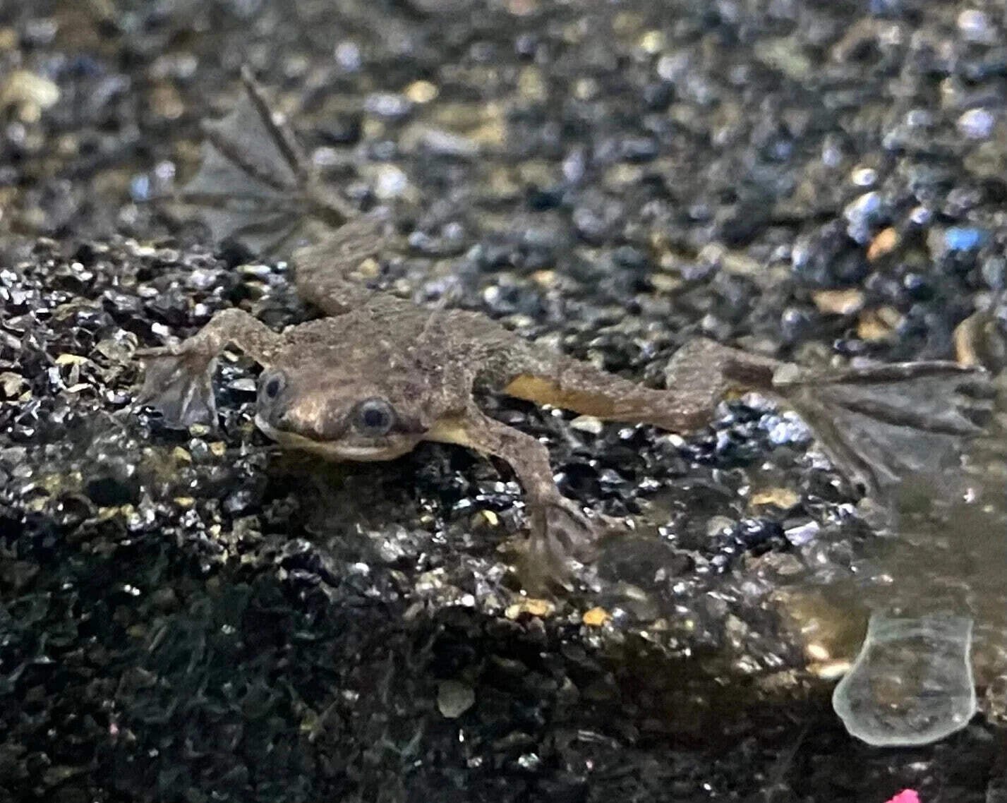 5-Pack African Dwarf Frogs – Live Freshwater Aquatic Pets for Aquarium Tank