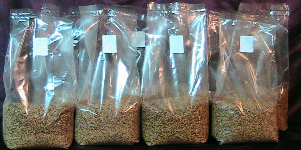 5 x 3 lbs sterilized grain berries mushroom spawn bags with injectable ports