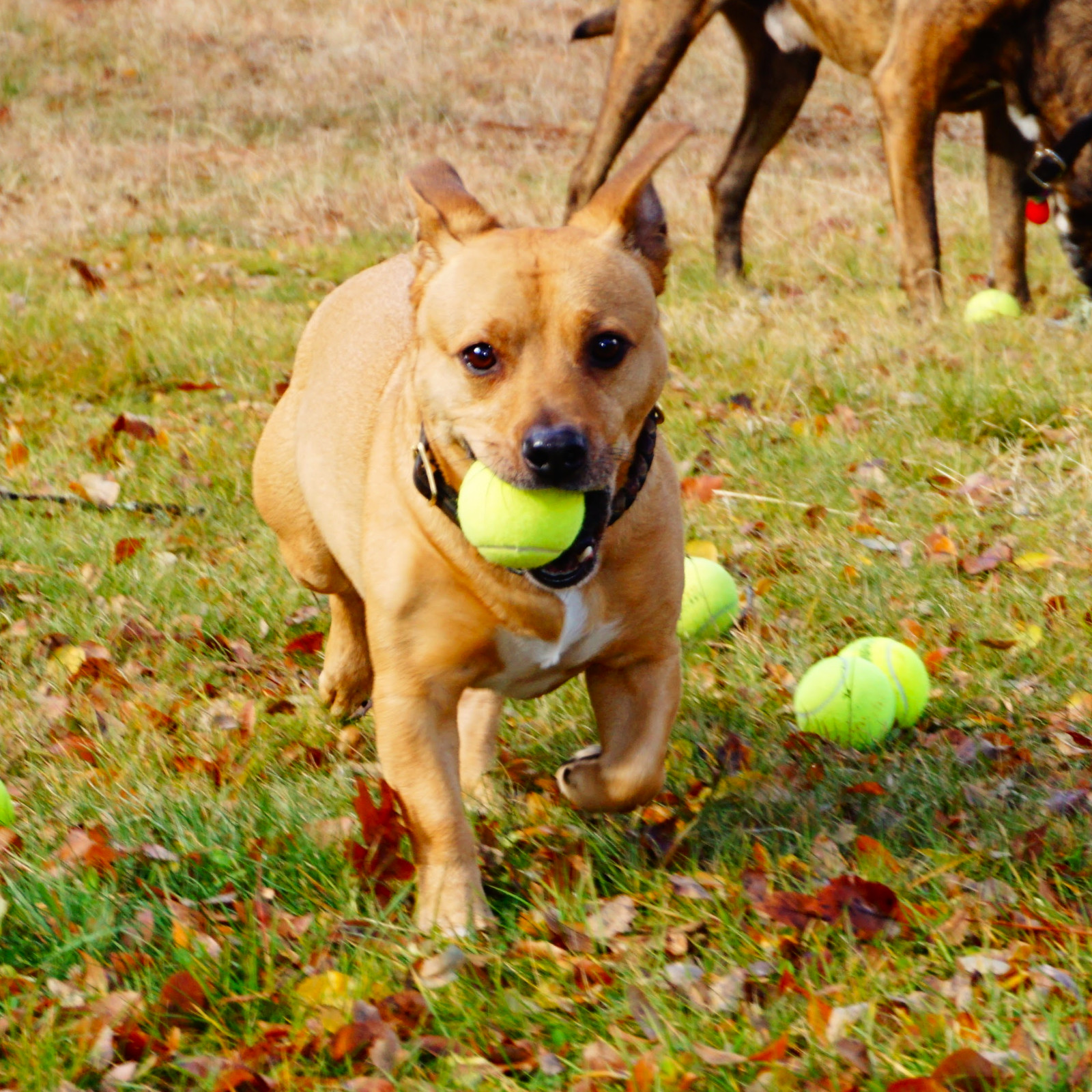 25 Used Tennis Balls for Dogs - FREE SHIPPING!