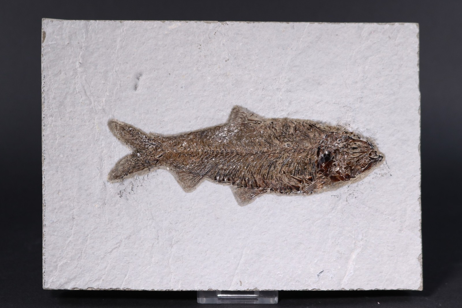 5" Knightia eocaena Fossil Fish Fossil Lake Green River Fm Wyoming WY COA 11853