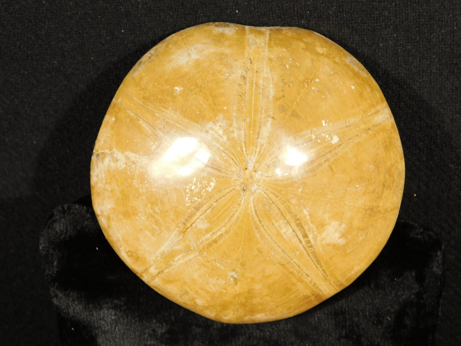 Big! Polished 150 Million Year Old! SAND DOLLAR Fossil Madagascar 195gr