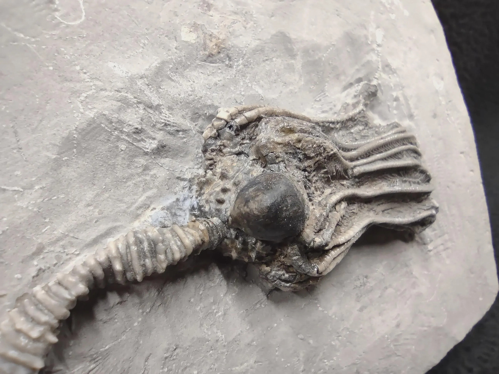 Gastropod on Fossil Crinoid, Crawfordsville, IN