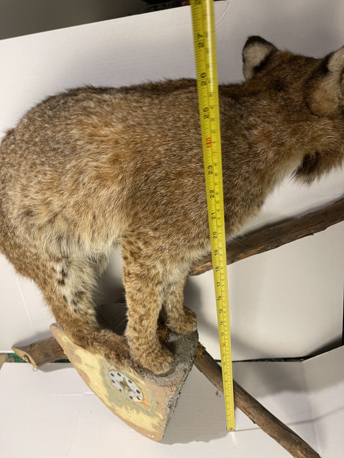 Bobcat Taxidermy Wall Mount Wildlife Hunting wild cat