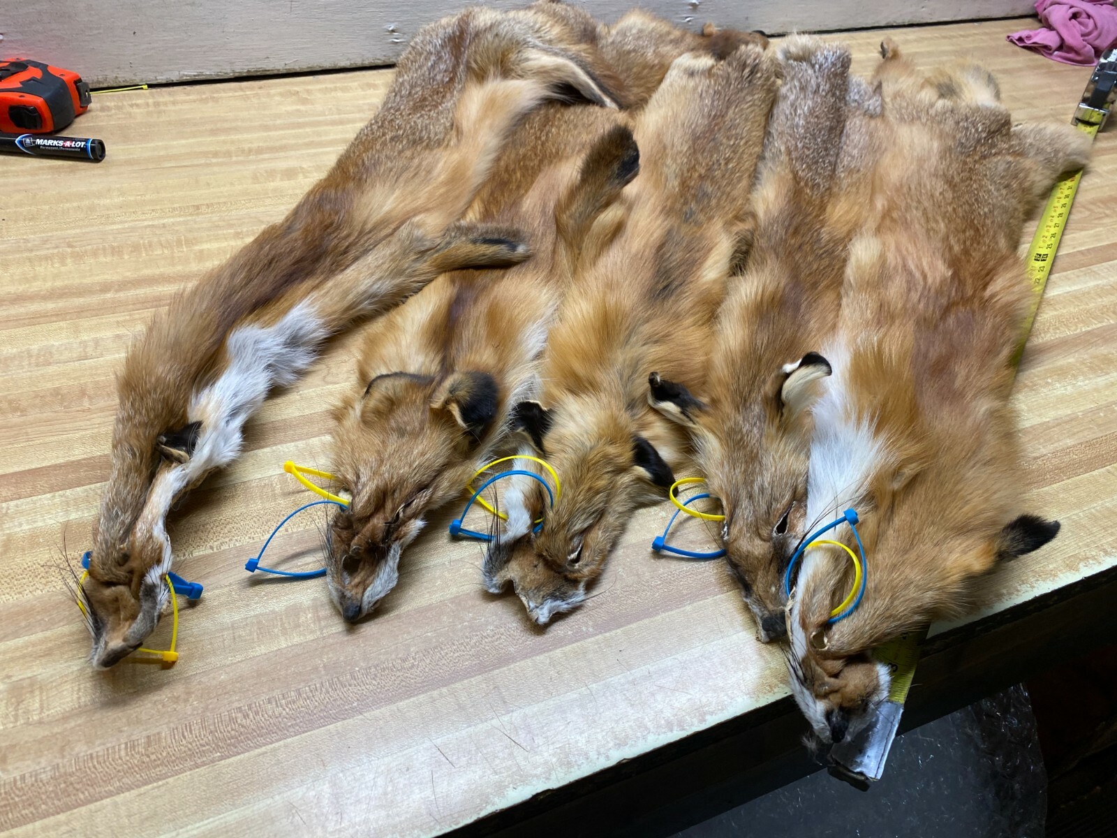 WEEKLY " SPECIAL " RED FOX XLG INVENTORY REDUCTION NO TAIL REDUCED