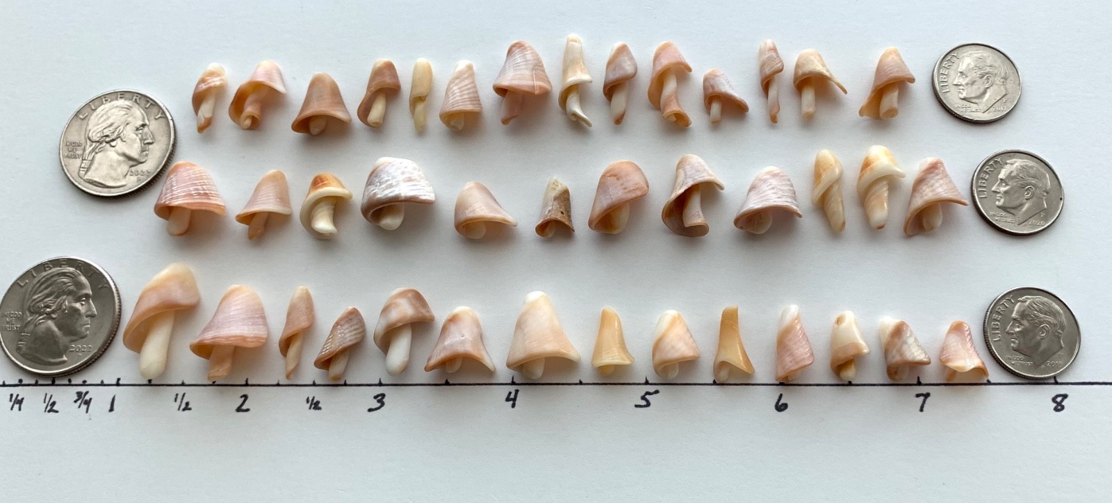 40 Mushroom Shell Beach Seashells Tree Natural Shaped Fragment Craft Dollhouse B