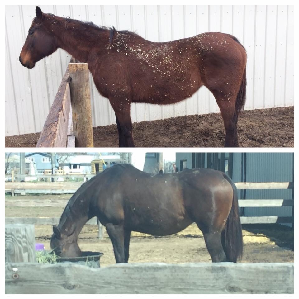 Animal Element Foundation Detox 7# improves top line, hoof growth, coat