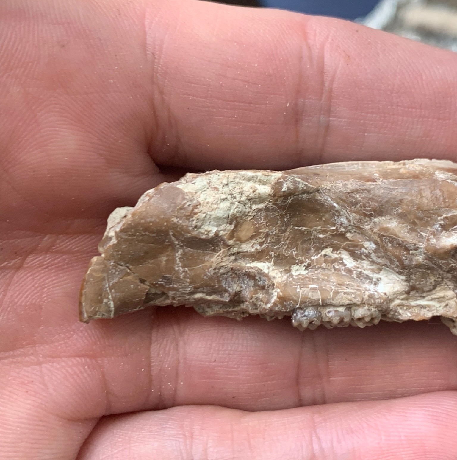 Fossil squirrel skull, Ischyromys, White river badlands, Nebraska
