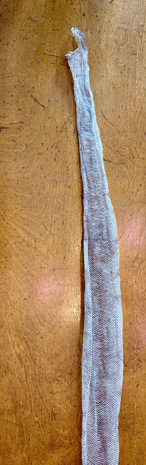 Snake Skins Ball Python 2025 OD Pied And OD Yellow belly