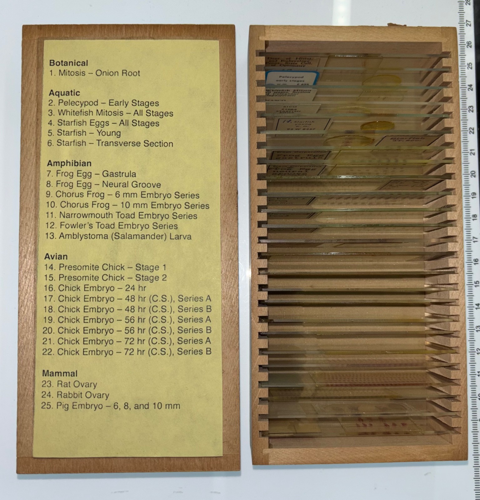 Embryology Microscope Slide Set 25 – aquatic, amphibian, chick, and mammal