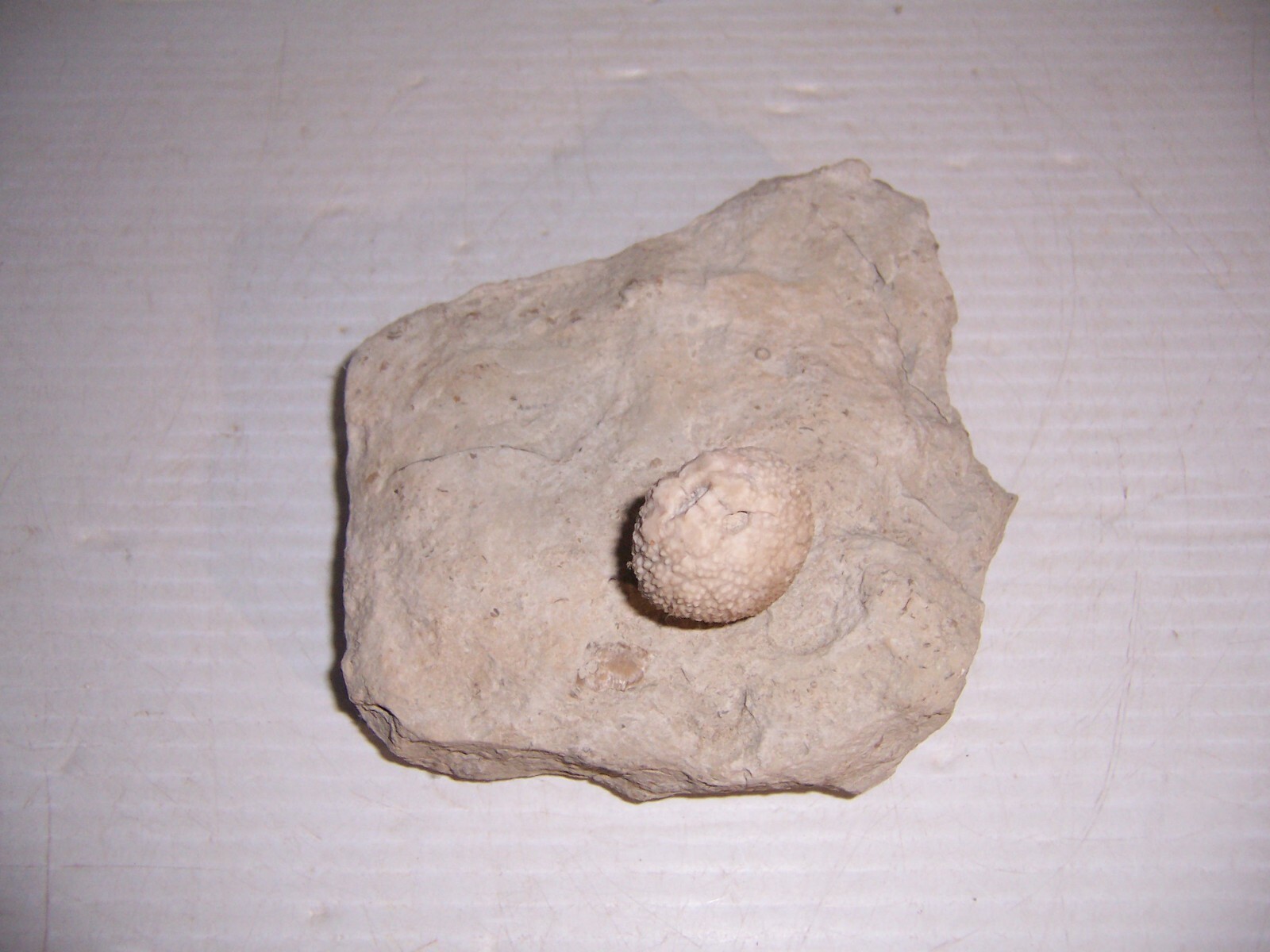 Fossil Holocystites Scutellatus Cystoid Silurian Niagaran Formation Osgood Shale