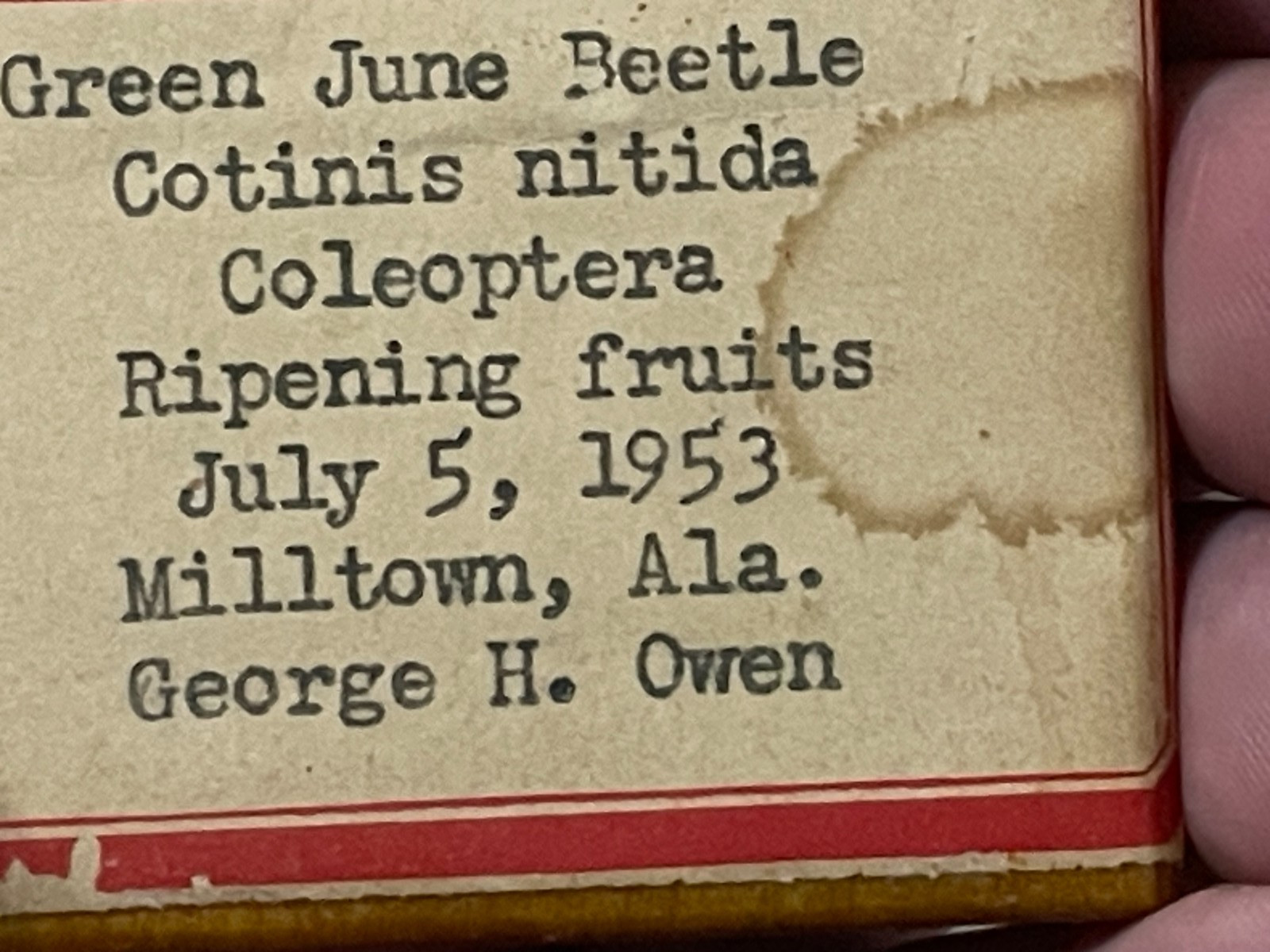 Entomology Slides Microscope Biology Insects With Box 1950's