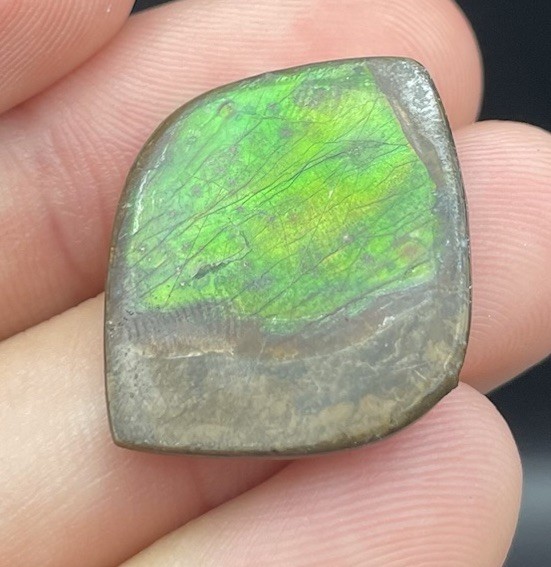 GORGEOUS GREEN Canadian Ammolite Gem Colorful Fossil Ammonite