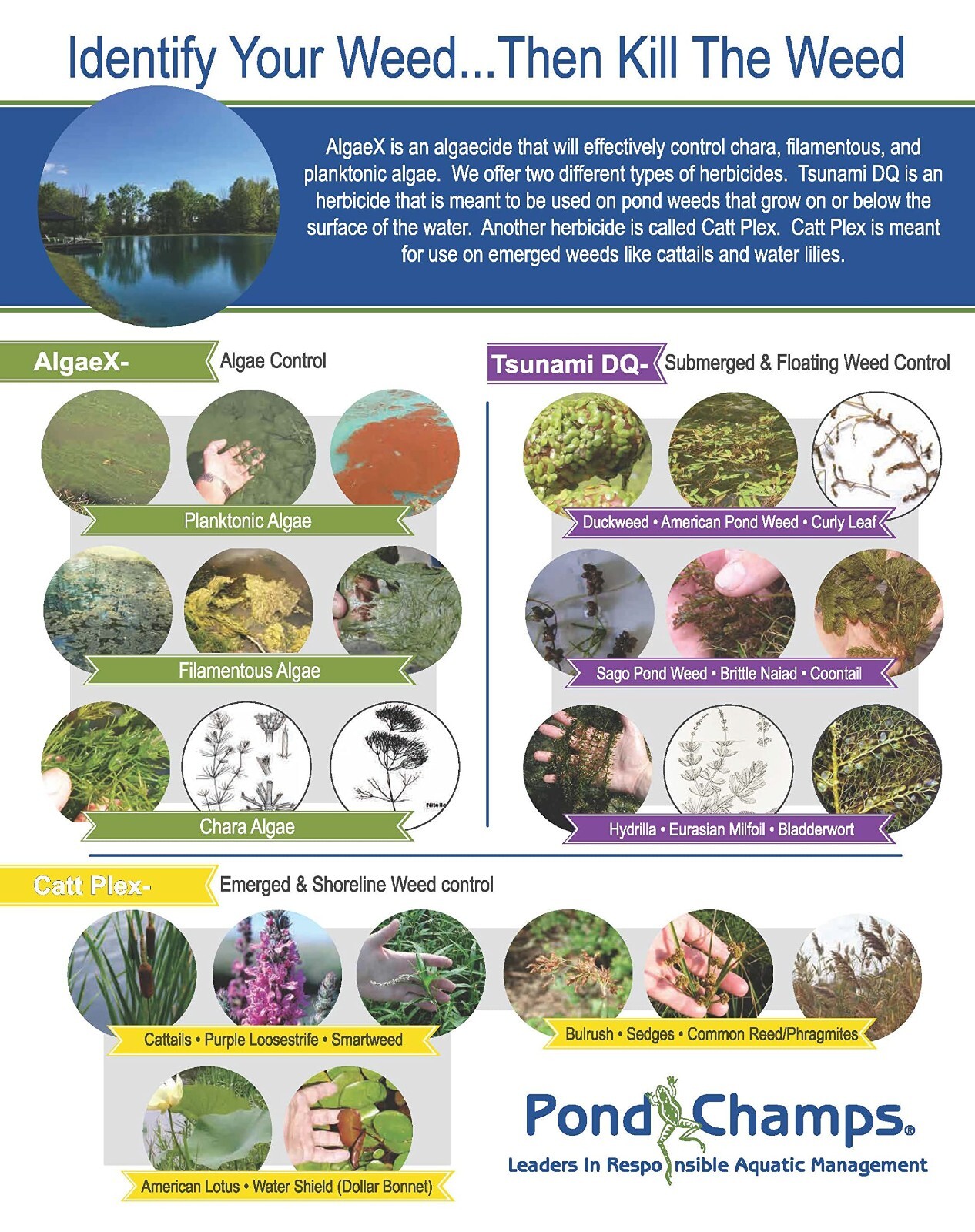 Blue Lake and Pond Dye - One Gallon of Professional Lake & Pond Dye - Treats Up