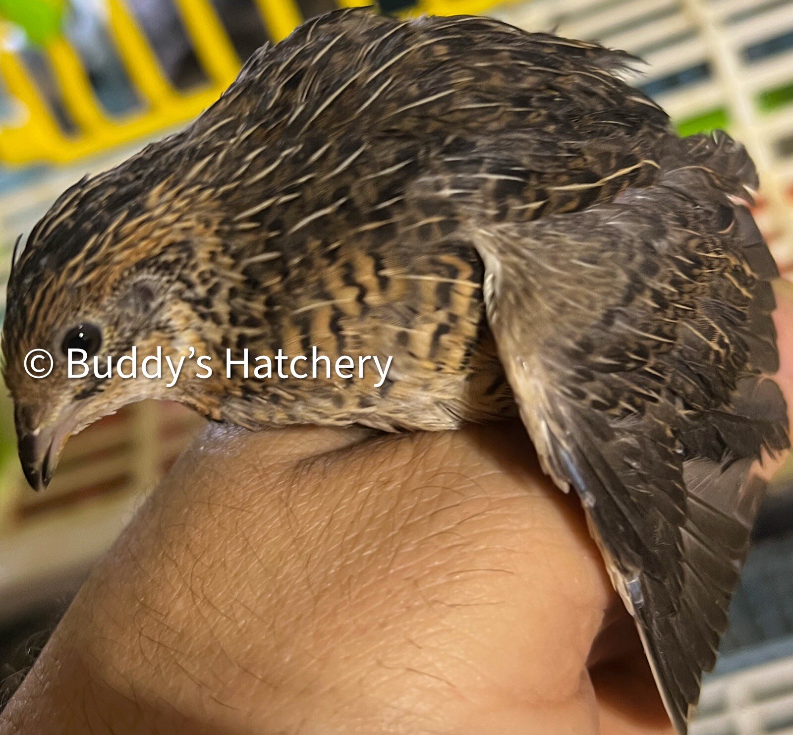 24 Button Quail Fertile Hatching Eggs Quail