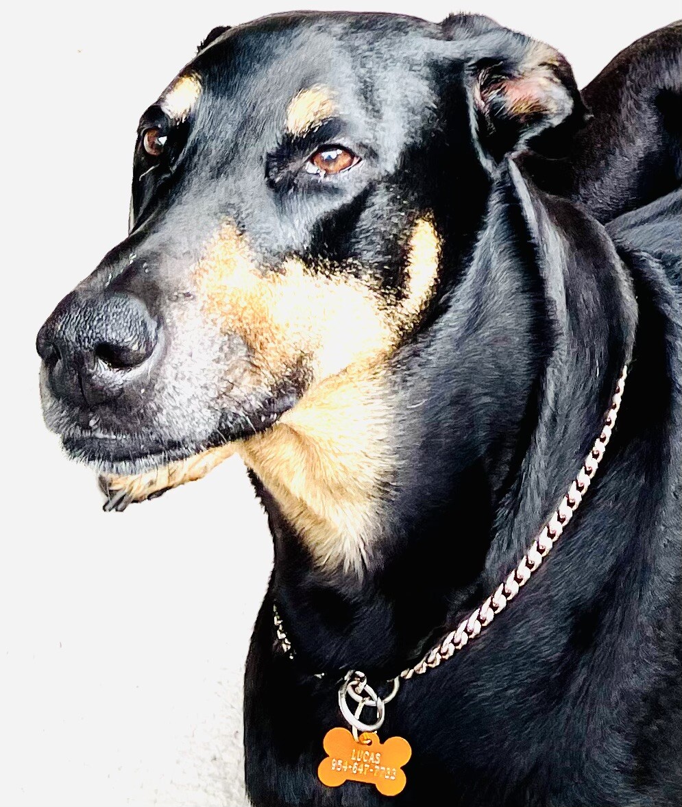 $2.33ea When U Buy 2 U Get 3 ENGRAVED TAG DOG CAT FREE!!! Back side Included