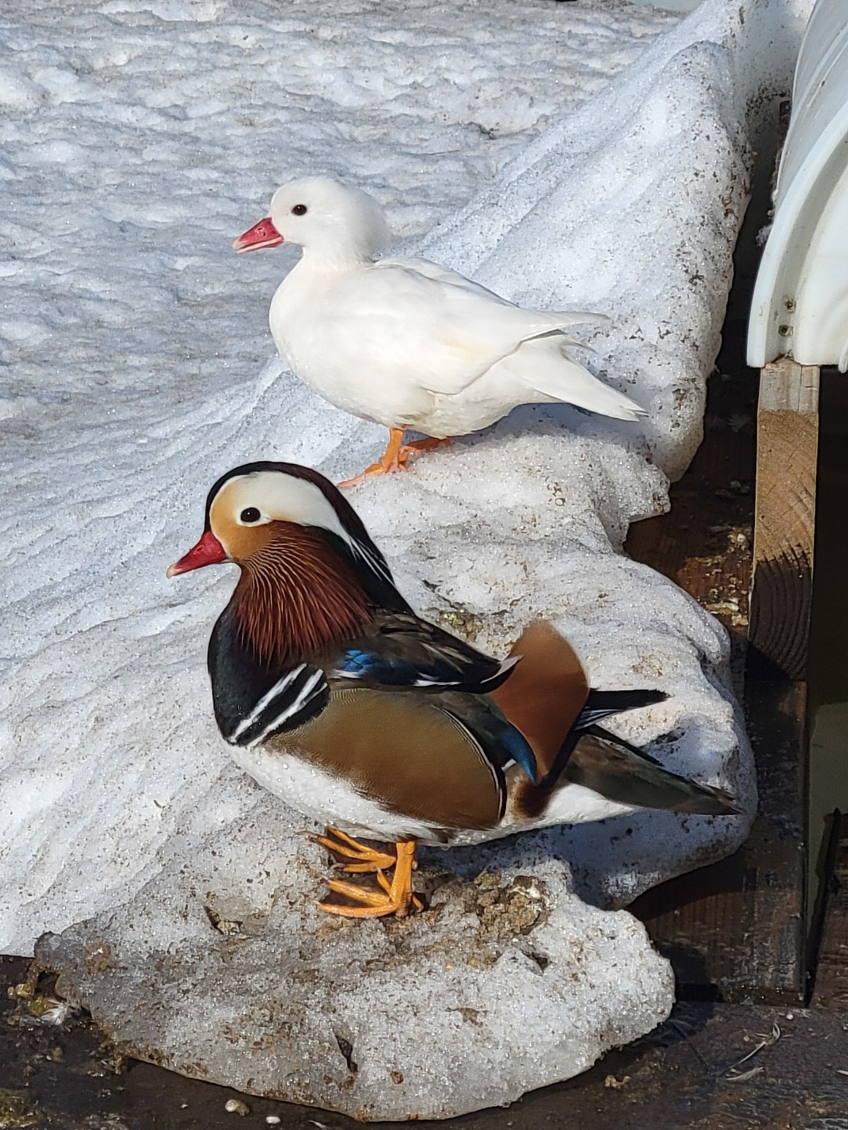 6+ Mandarin Duck Hatching Eggs. PRESALE!! Ship late April/May NPIP