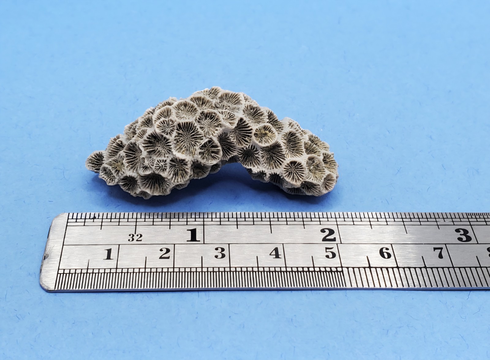 Astrangia Fossilized Coral