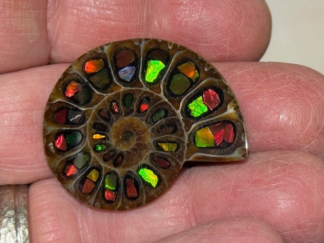 SPECTACULAR RARE,AMMOLITE(CANADA) INLAY IN FOSSIL AMMONITE(MADAGASCAR)SEE VIDEO!