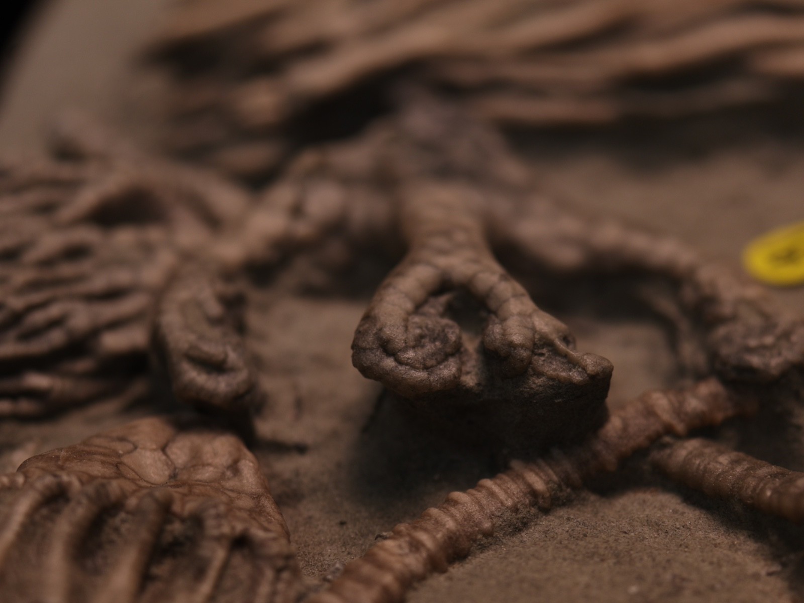 Meaty Plate of Fossil Crinoids, Crawfordsville, IN