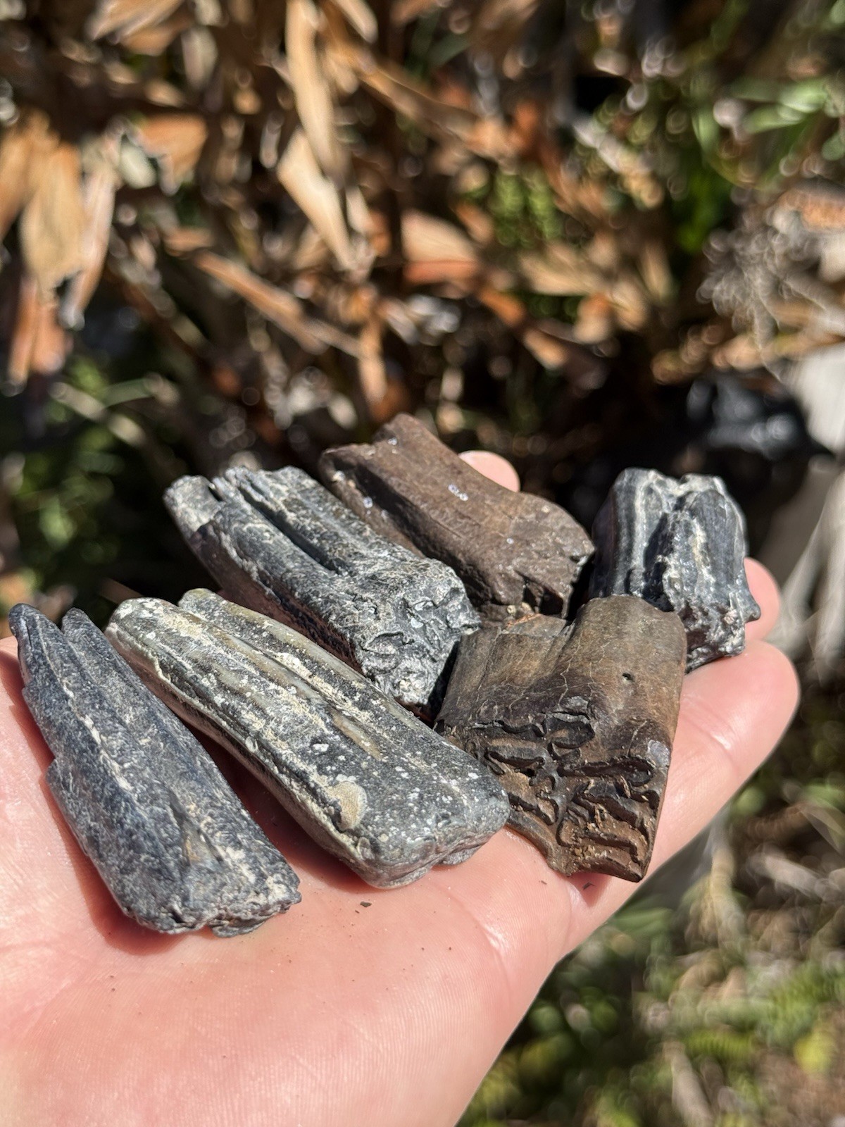 FOSSIL ICE AGE HORSE TEETH FROM FLORIDA