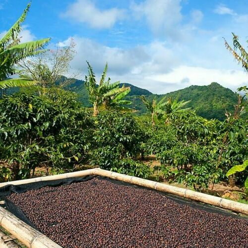 2, 5, 10 LB PANAMA BOQUETE ROASTED COFFEE BEANS WHOLE BEAN Or GROUND - ARABICA