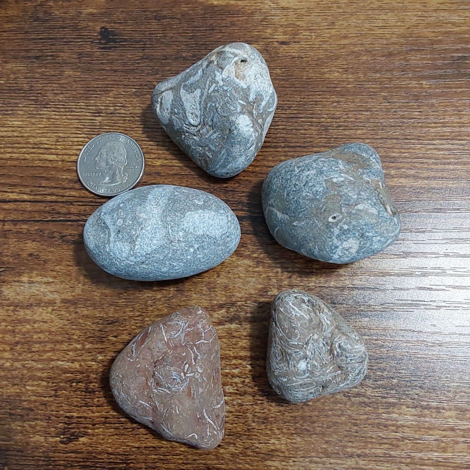 FOSSILS LOT. 5 UNIQUE FOSSILS- Druzy crystals. LOTS OF PICS