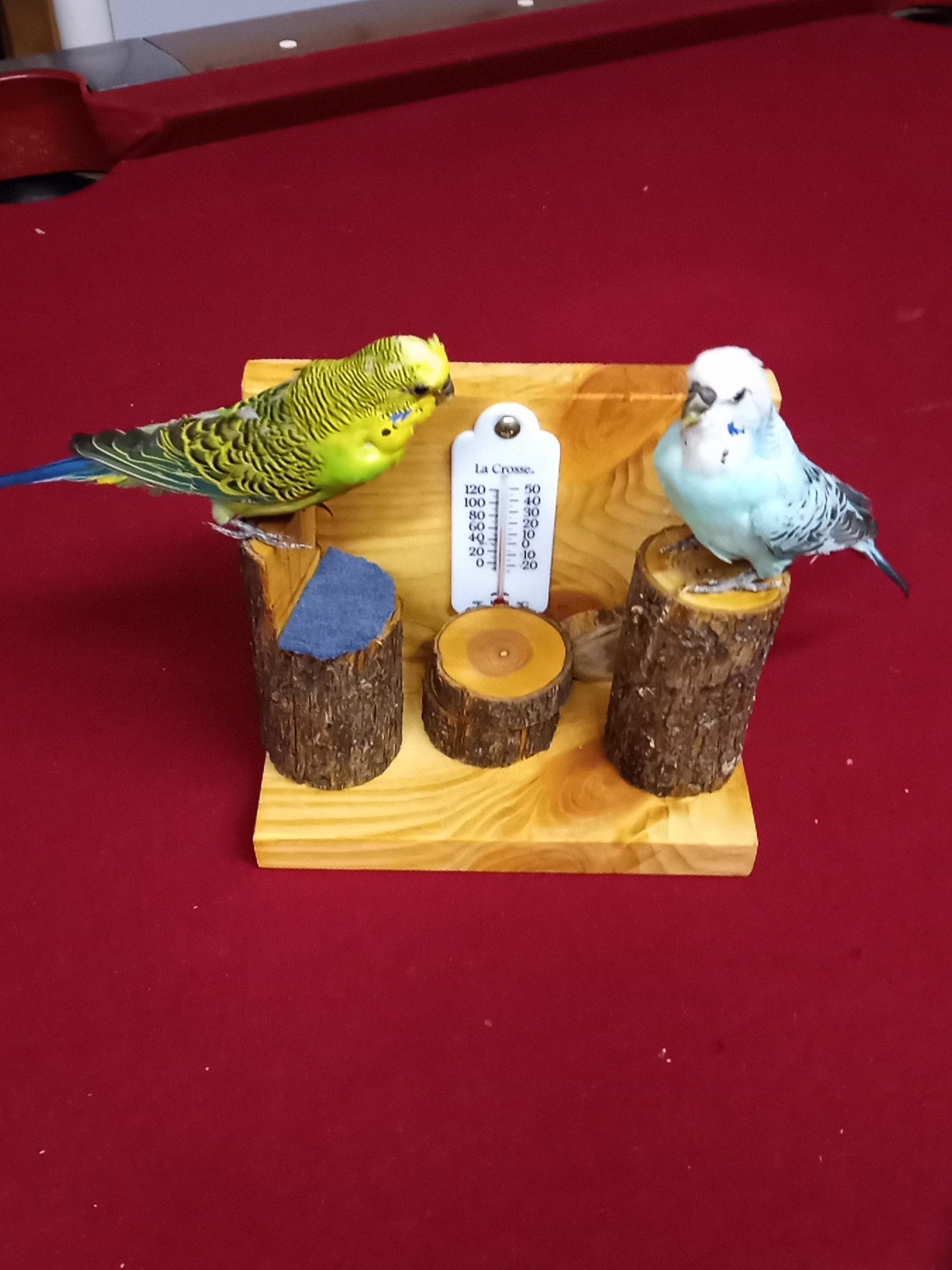 DUAL PARAKEET TAXIDERMY WALL OR TABLE DECORATION Bulgarian Parakeets