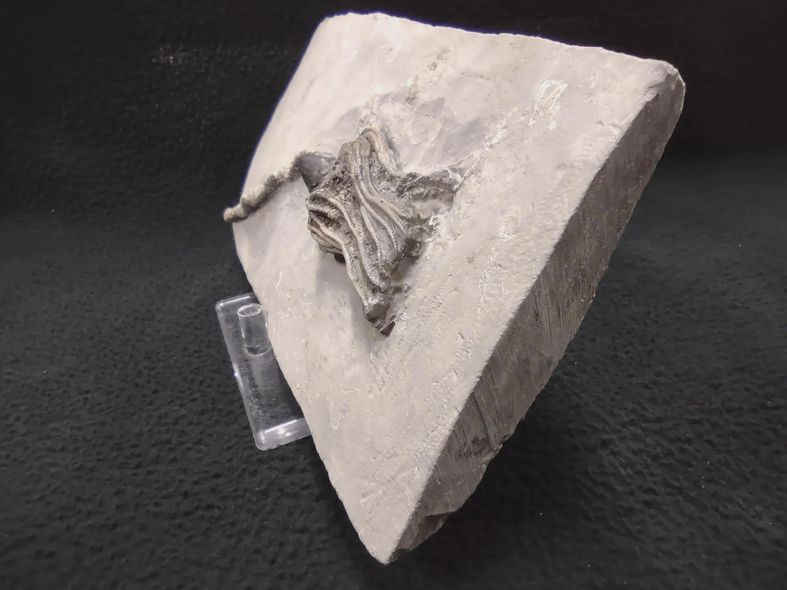 Gastropod on Fossil Crinoid, Crawfordsville, IN